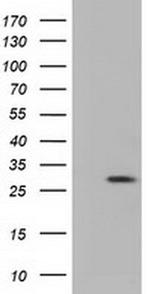 RND1 Antibody in Western Blot (WB)