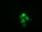 HSPA6 Monoclonal Antibody (OTI1H3)