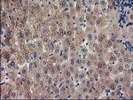EPM2AIP1 Antibody in Immunohistochemistry (Paraffin) (IHC (P))