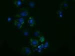 Adenylate Kinase 3 Monoclonal Antibody (OTI3G1)