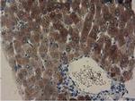 GSTA4 Antibody in Immunohistochemistry (Paraffin) (IHC (P))
