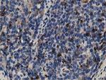 GAS7 Antibody in Immunohistochemistry (Paraffin) (IHC (P))
