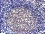 SLFNL1 Antibody in Immunohistochemistry (Paraffin) (IHC (P))