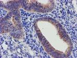 SLFNL1 Antibody in Immunohistochemistry (Paraffin) (IHC (P))