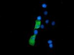 SSSCA1 Antibody in Immunocytochemistry (ICC/IF)