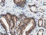 SSSCA1 Antibody in Immunohistochemistry (Paraffin) (IHC (P))