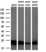 SSSCA1 Antibody in Western Blot (WB)