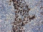 PPWD1 Antibody in Immunohistochemistry (Paraffin) (IHC (P))