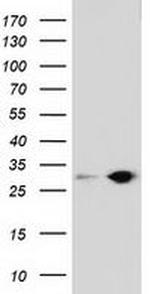 SPR Antibody in Western Blot (WB)