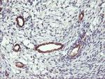 FAM84B Antibody in Immunohistochemistry (Paraffin) (IHC (P))