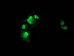 XLF Monoclonal Antibody (OTI3D6)