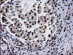 XLF Antibody in Immunohistochemistry (Paraffin) (IHC (P))