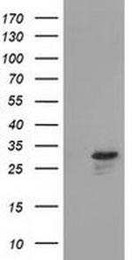 RASD2 Antibody in Western Blot (WB)