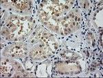 GSS Antibody in Immunohistochemistry (Paraffin) (IHC (P))