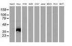 VSIG2 Antibody in Western Blot (WB)