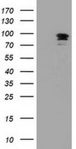 ERK5 Antibody in Western Blot (WB)