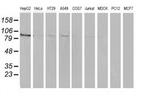 ERK5 Antibody in Western Blot (WB)