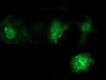 VSIG2 Monoclonal Antibody (OTI2D8)