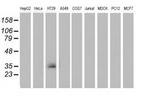 VSIG2 Antibody in Western Blot (WB)