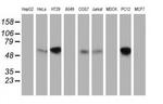 EXD1 Antibody in Western Blot (WB)