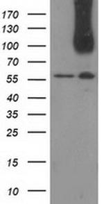 CDCP1 Antibody in Western Blot (WB)