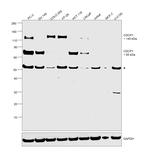 CDCP1 Antibody in Western Blot (WB)