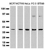 CDCP1 Antibody in Western Blot (WB)