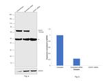 CDCP1 Antibody in Western Blot (WB)