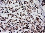 FAM127C Antibody in Immunohistochemistry (Paraffin) (IHC (P))