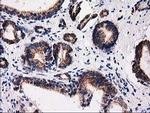 FAM127C Antibody in Immunohistochemistry (Paraffin) (IHC (P))