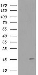 FAM127C Antibody in Western Blot (WB)