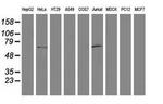 DTNA Antibody in Western Blot (WB)