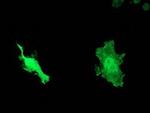 HSP40 Antibody in Immunocytochemistry (ICC/IF)