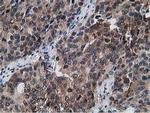 Gephyrin Antibody in Immunohistochemistry (Paraffin) (IHC (P))