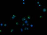 CDCP1 Antibody in Immunocytochemistry (ICC/IF)