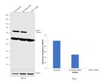 CDCP1 Antibody in Western Blot (WB)