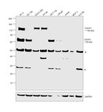 CDCP1 Antibody in Western Blot (WB)