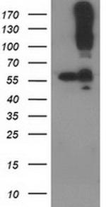 CDCP1 Antibody in Western Blot (WB)