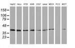 HSP40 Antibody in Western Blot (WB)