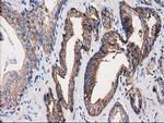 PACSIN3 Antibody in Immunohistochemistry (Paraffin) (IHC (P))