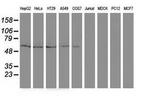 DTNA Monoclonal Antibody (OTI2F9)
