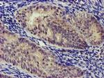 NUDT6 Antibody in Immunohistochemistry (Paraffin) (IHC (P))
