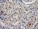 PNMA3 Monoclonal Antibody (OTI1C3)