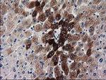 KATNAL1 Monoclonal Antibody (OTI1A7)