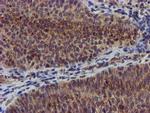 CHCHD5 Antibody in Immunohistochemistry (Paraffin) (IHC (P))