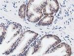 C20orf43 Antibody in Immunohistochemistry (Paraffin) (IHC (P))