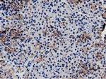 C20orf43 Antibody in Immunohistochemistry (Paraffin) (IHC (P))