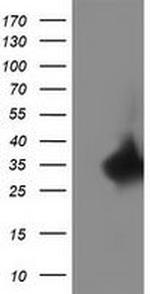 C20orf43 Antibody in Western Blot (WB)