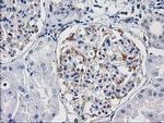 PDE2A Antibody in Immunohistochemistry (Paraffin) (IHC (P))