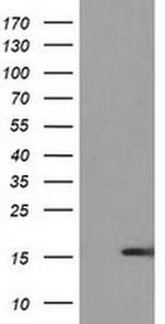 UBL4A Antibody in Western Blot (WB)